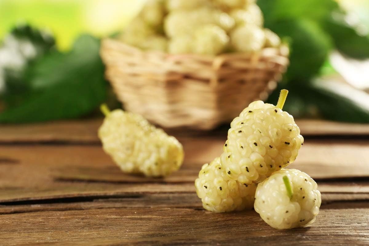 Organic Dried White Mulberries 8 Ounces M32268