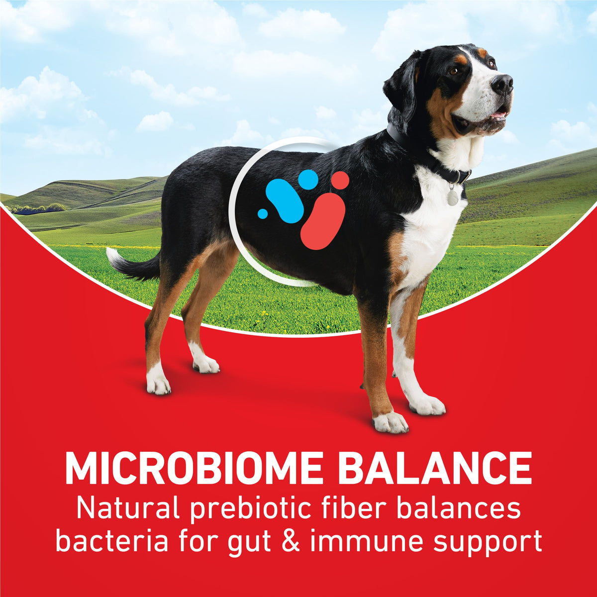 Lamb and Rice Formula Dry Dog Food R521868