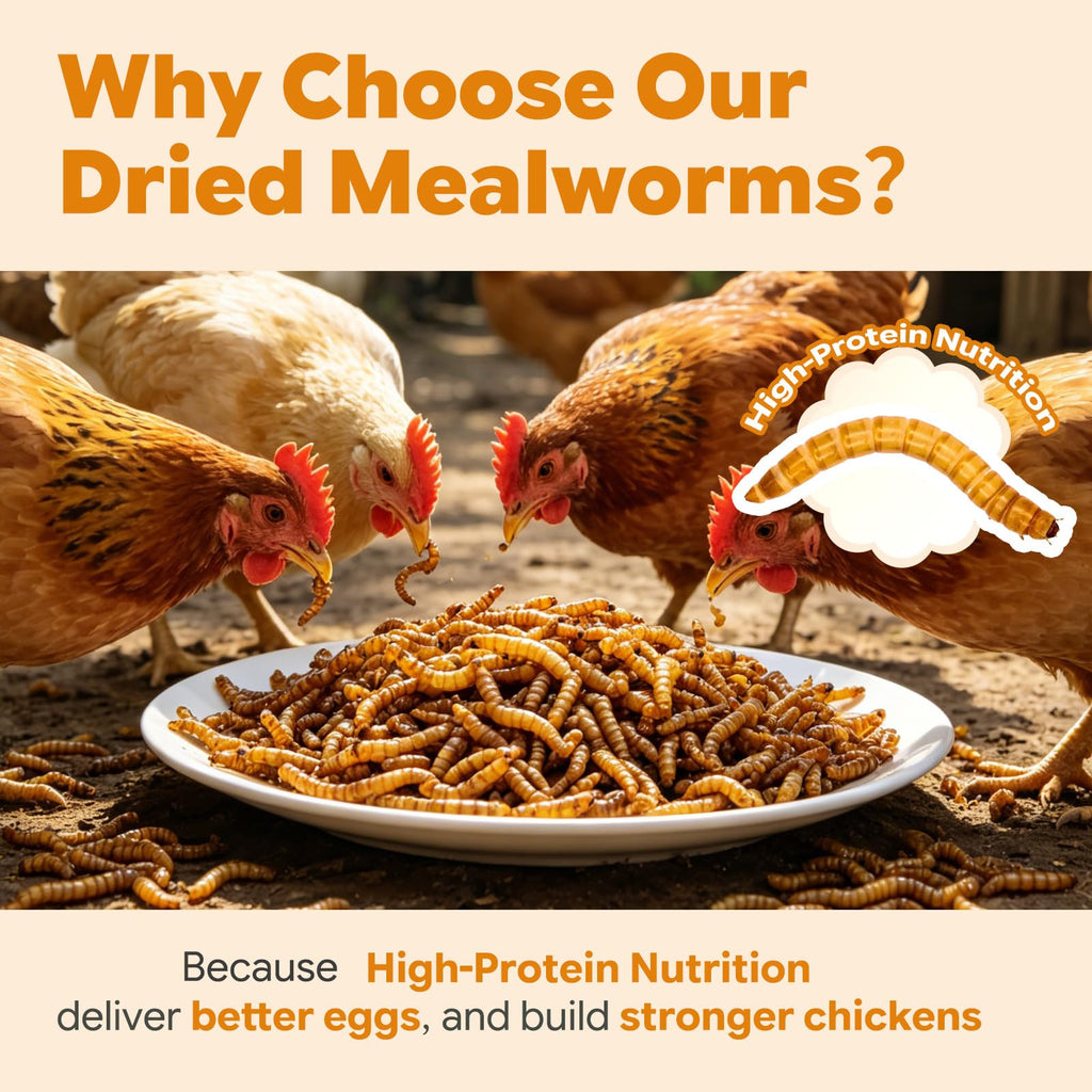 Dried Mealworms High Protein Birds Treat K68623